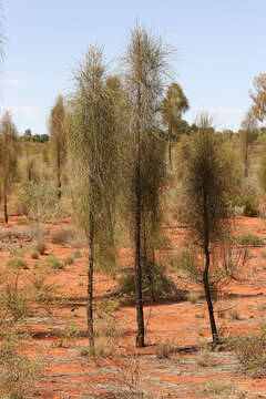 Image of Desert oak