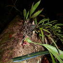 Image of Maxillaria desvauxiana Rchb. fil.