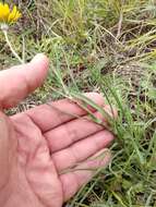 Image of Tragopogon dasyrhynchus Artemczuk