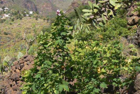 صورة Malva acerifolia (Cav.) Alef.