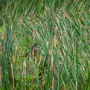 Image of Chestnut-eared Bunting