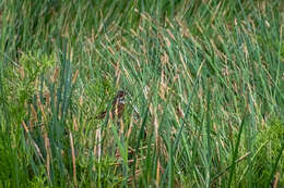 Image of Chestnut-eared Bunting