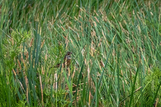 Image of Chestnut-eared Bunting