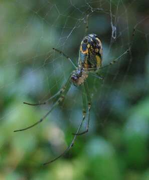 Image of Leucauge venusta (Walckenaer 1841)