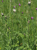 Image of Cirsium erucagineum DC.