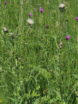 Image of Cirsium erucagineum DC.