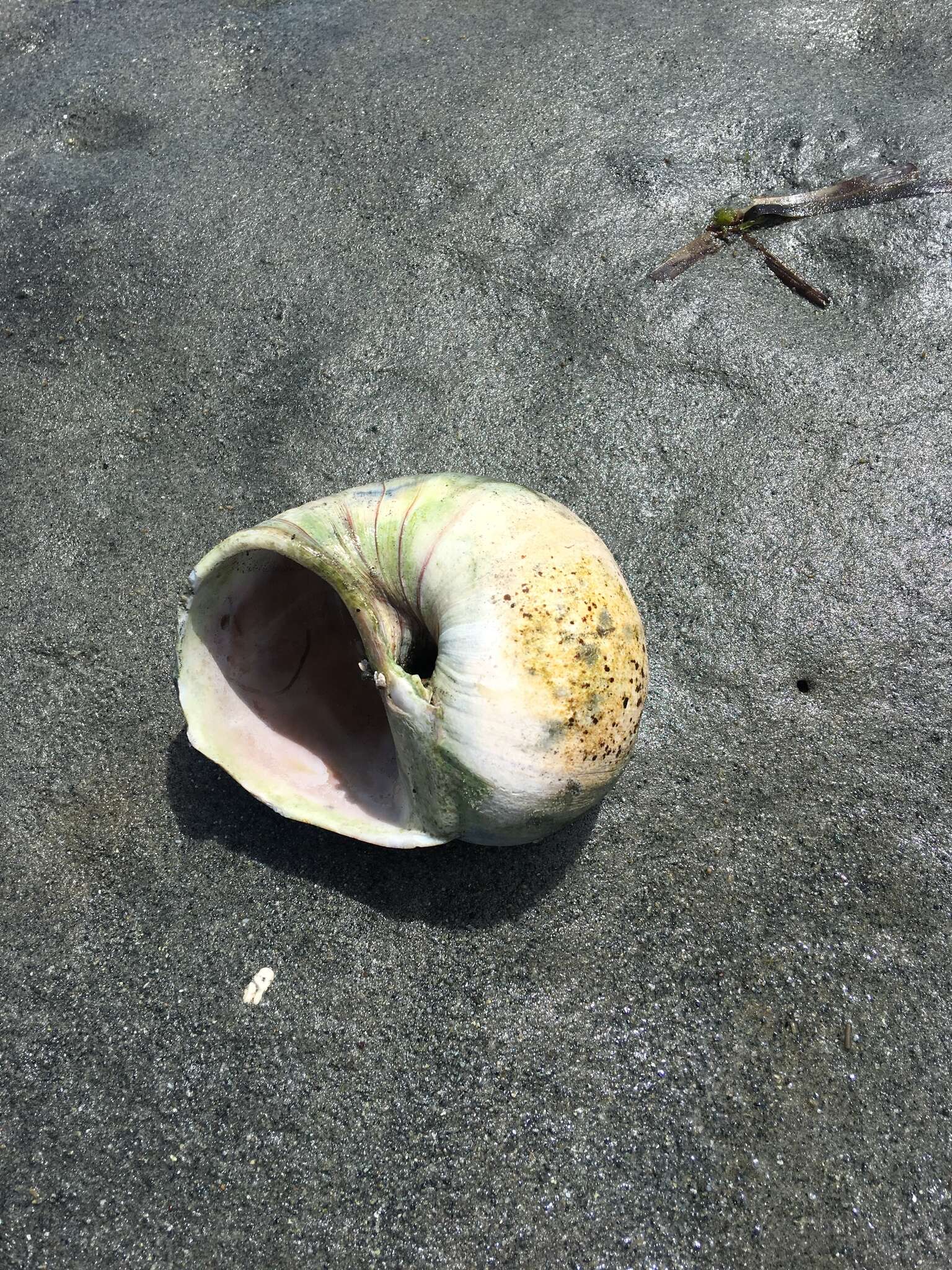 Image of Lewis' moonsnail