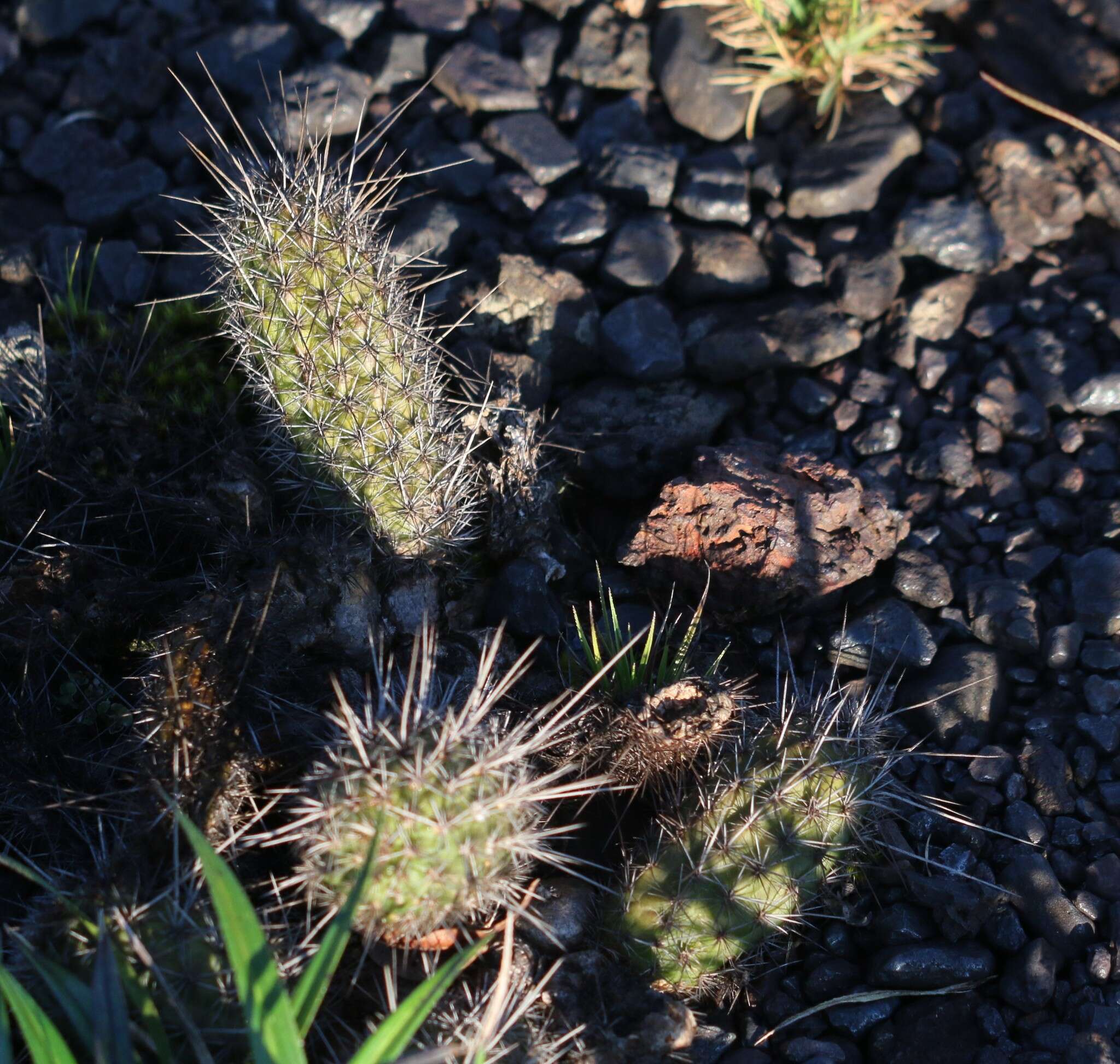 Image of Cactus