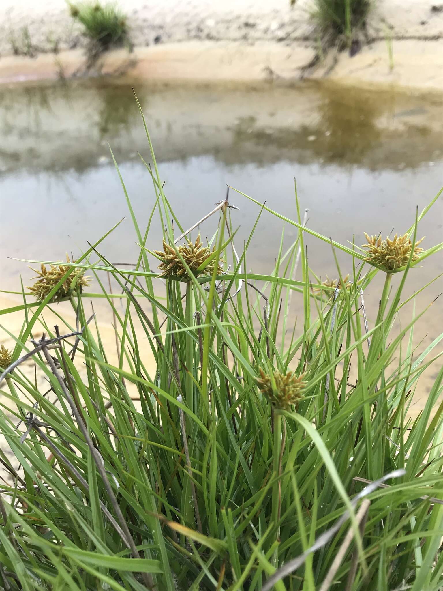 Image of Le Conte's Flat Sedge