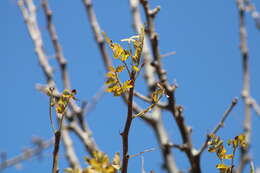 Image de Bursera palmeri S. Wats.