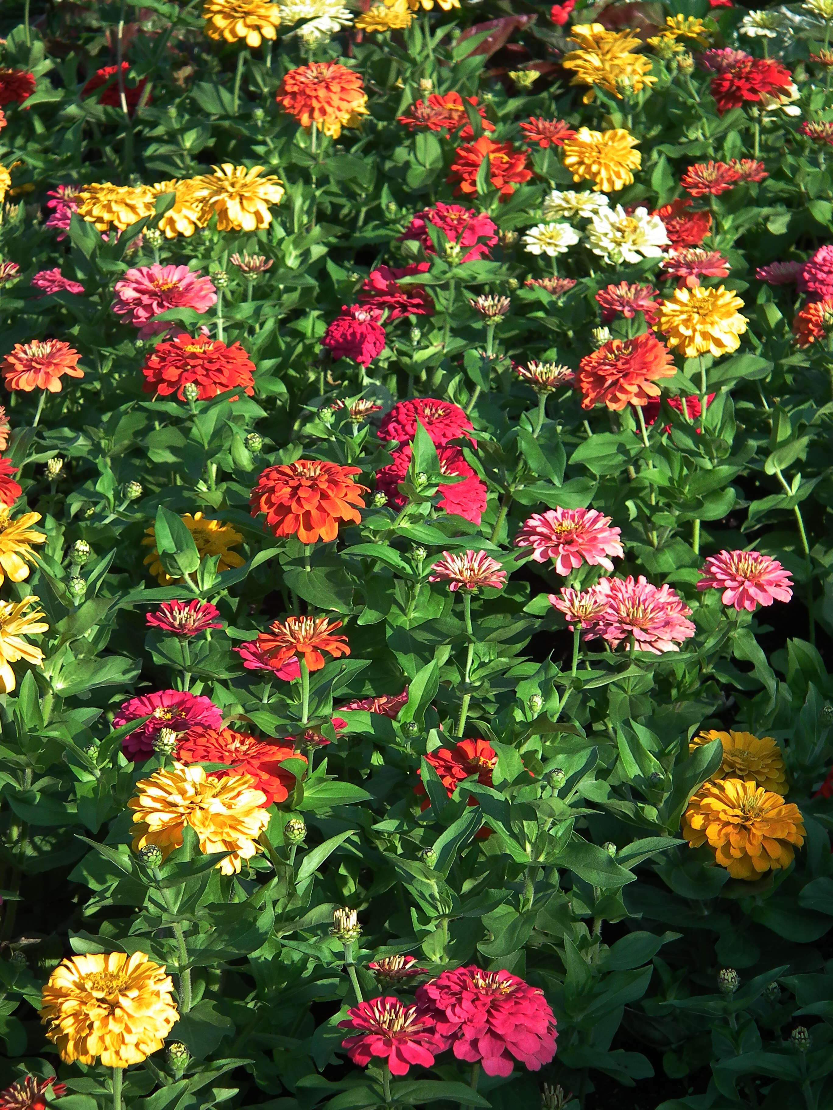 Image of ELEGANT ZINNIA