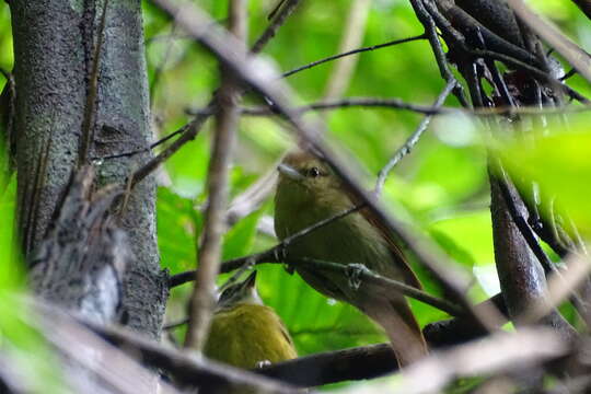 Image of Thamnistes Sclater, PL & Salvin 1860