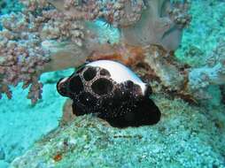 Image of common egg cowrie