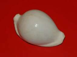 Image of common egg cowrie