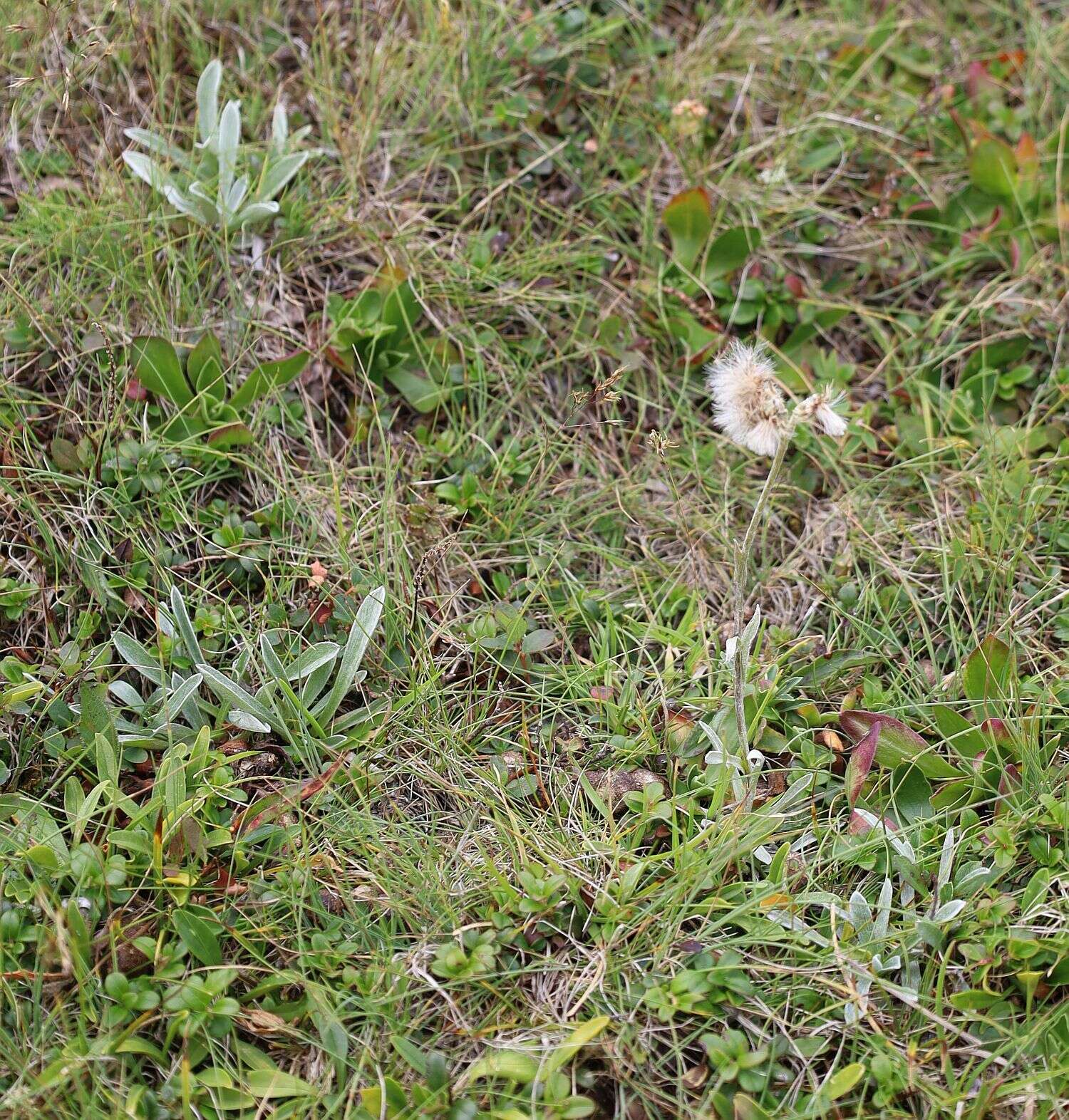 Imagem de Antennaria carpatica (Wahlenb.) Bluff & Fing.