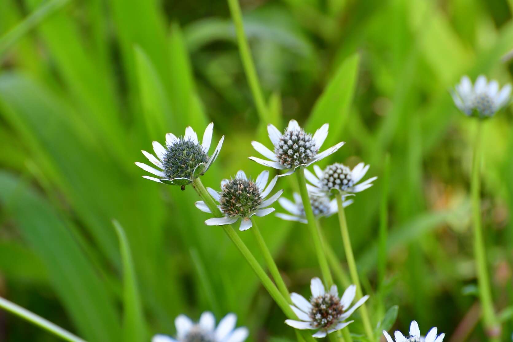 Eryngium scaposum Turcz. resmi