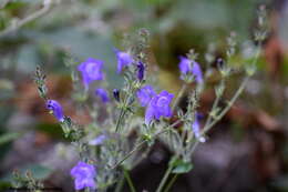 Strobilanthes attenuatus (Jacq. ex Nees) Nees resmi