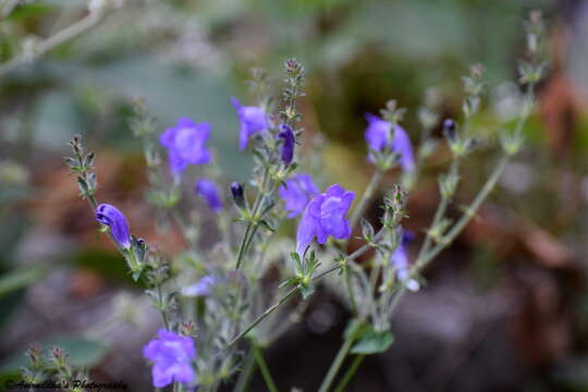 Strobilanthes attenuatus (Jacq. ex Nees) Nees resmi