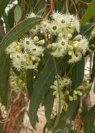 Image of Eucalyptus fasciculosa F. Müll.