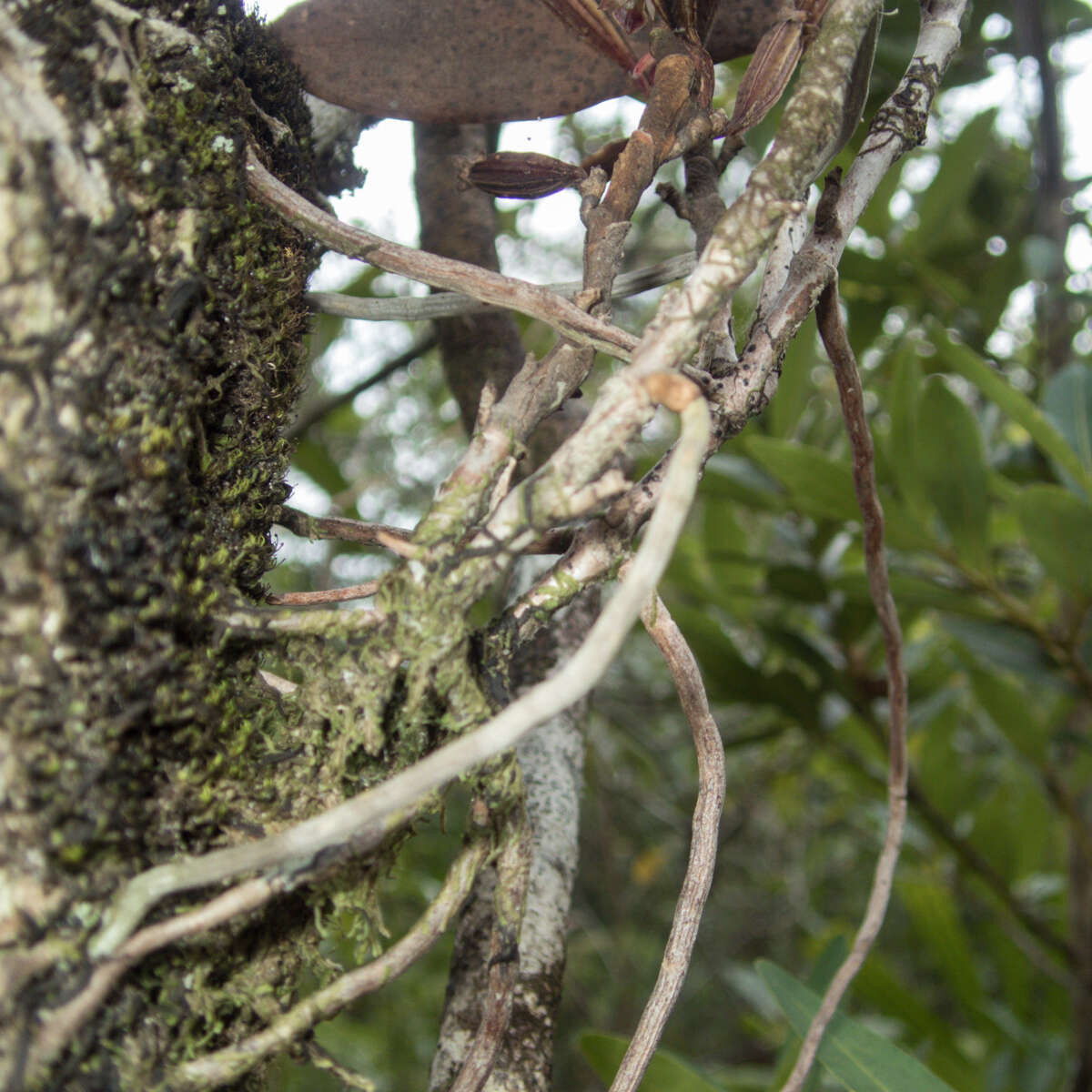 Image of Luisia brachystachys (Lindl.) Blume