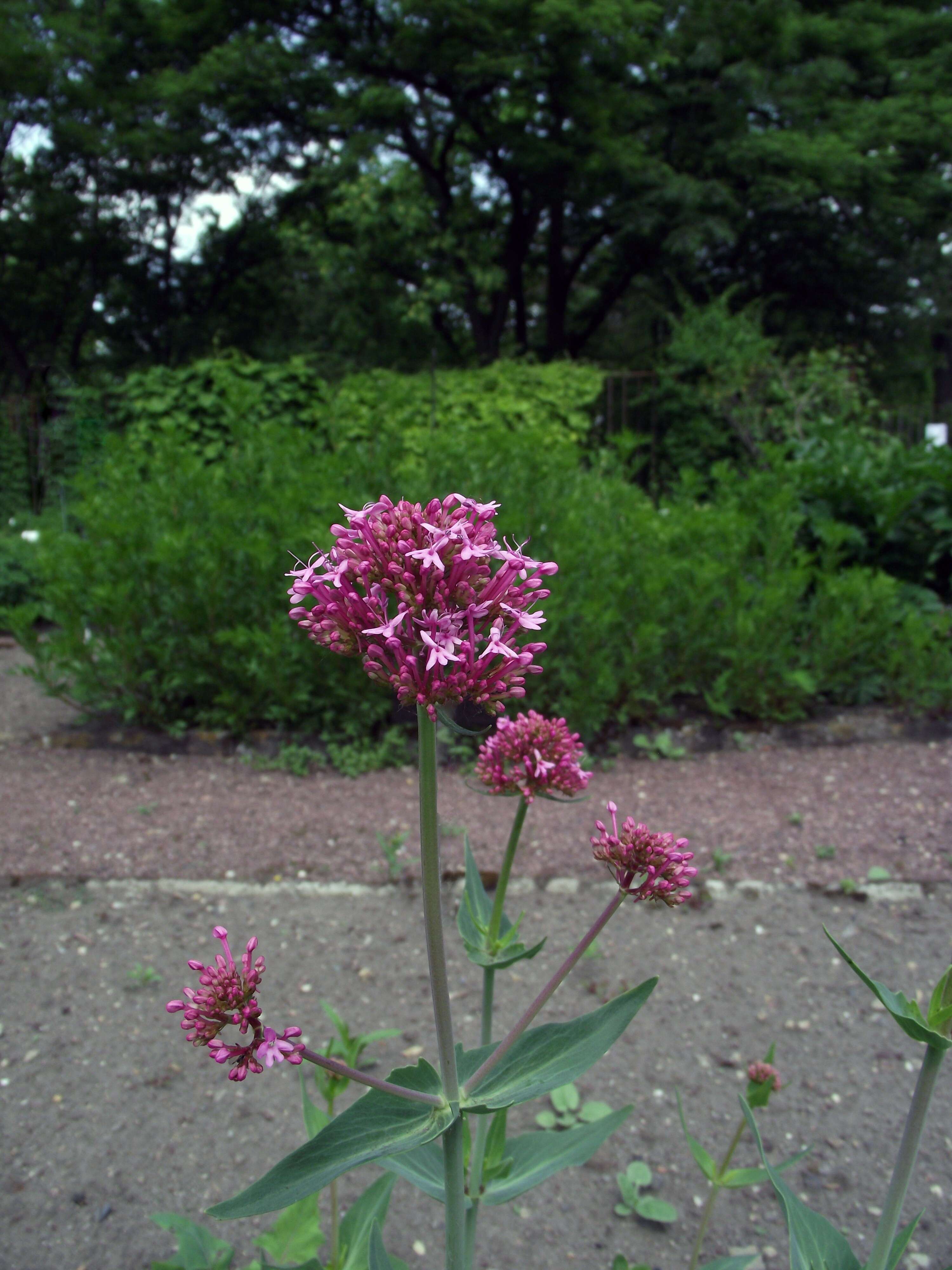 Image of Red Valerian