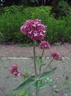 Image of Red Valerian