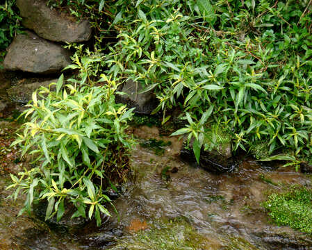 Image of Hygrophila ringens (L.) R. Br.