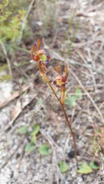 Image of Hare Orchid