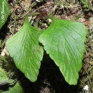 Image of Asplenium trilobum Cav.