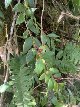 Image of Guadalupe wild coffee