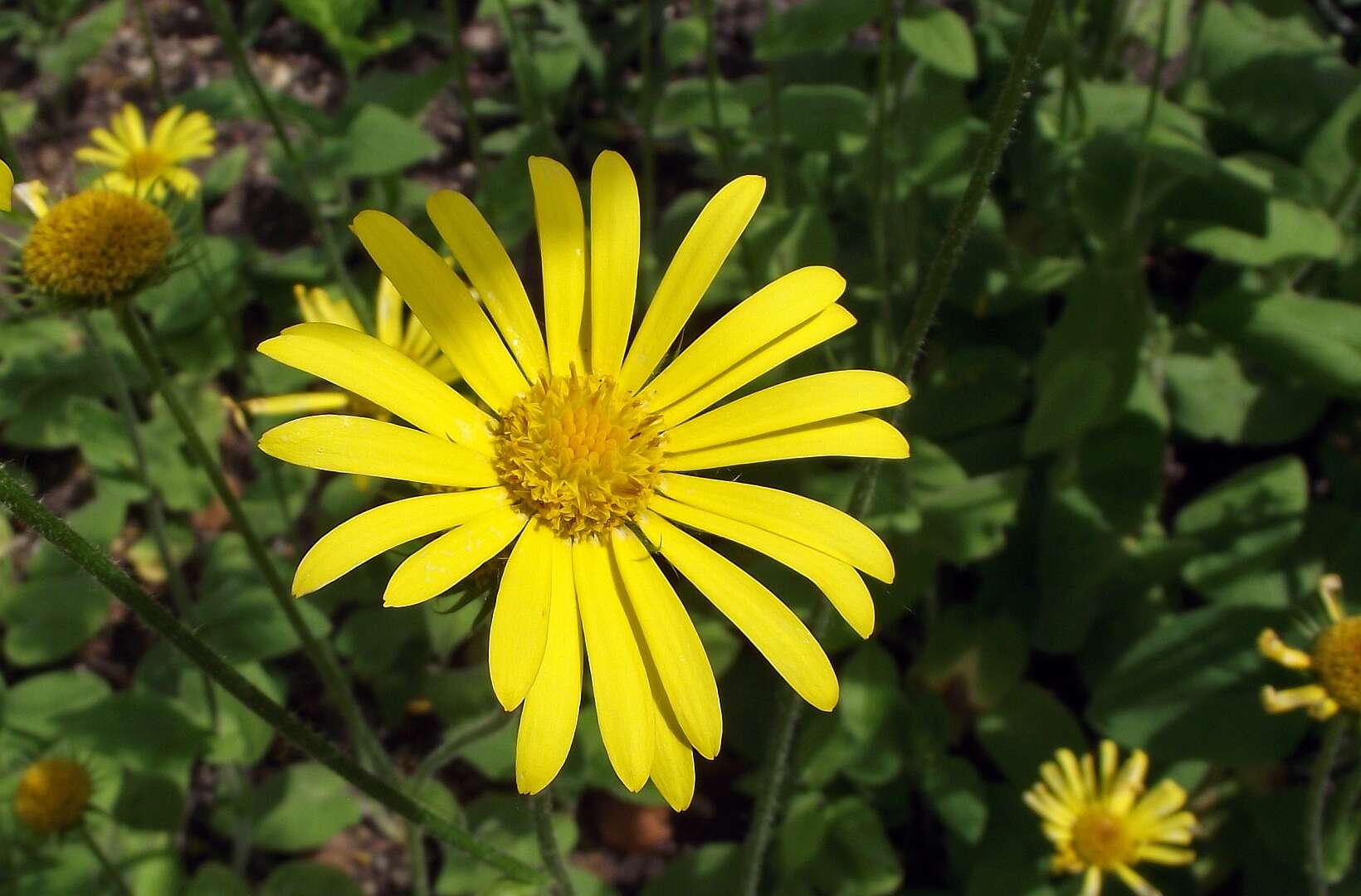 Doronicum pardalianches L. resmi