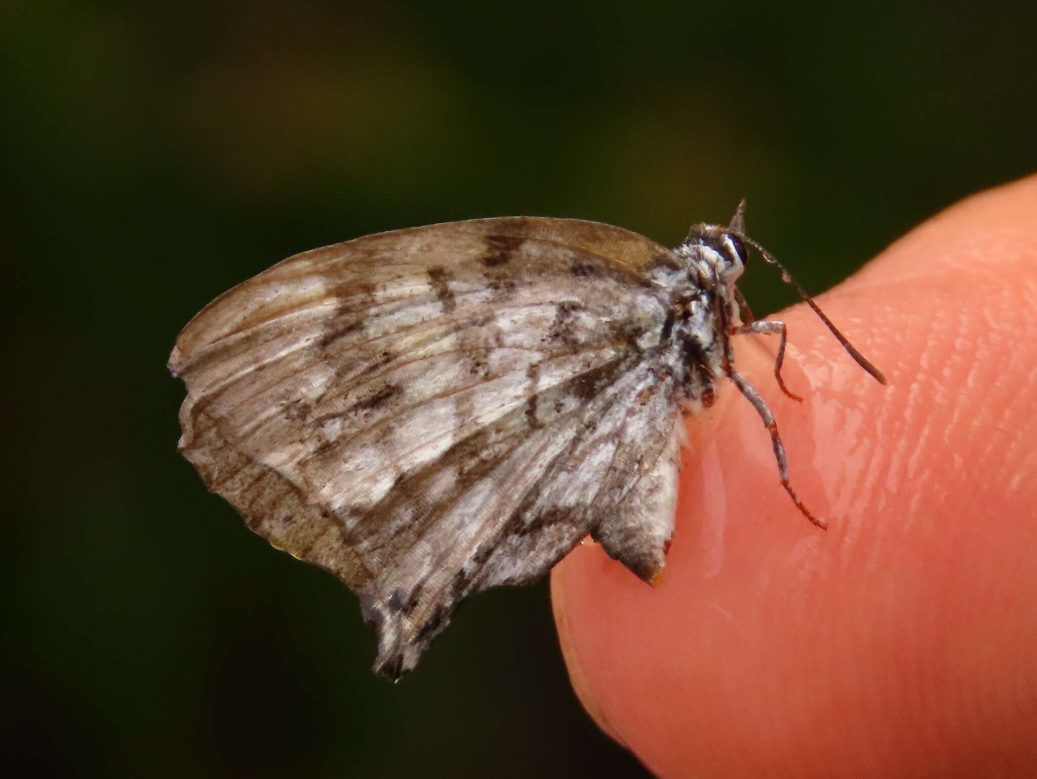 Image of Stugeta bowkeri bowkeri