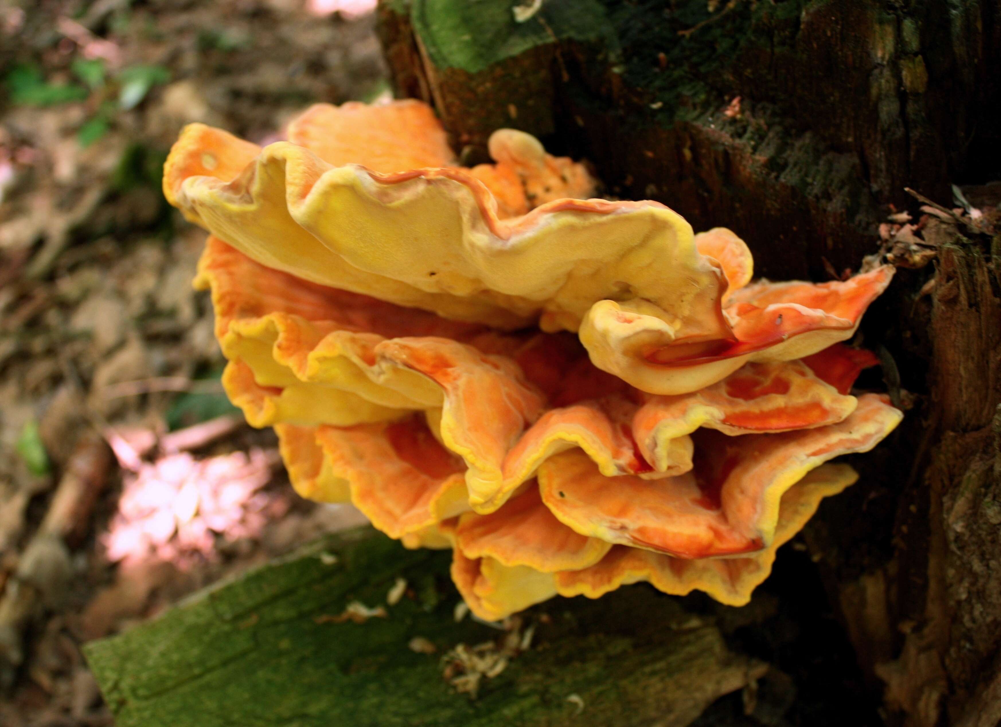 Image de Polypore soufré