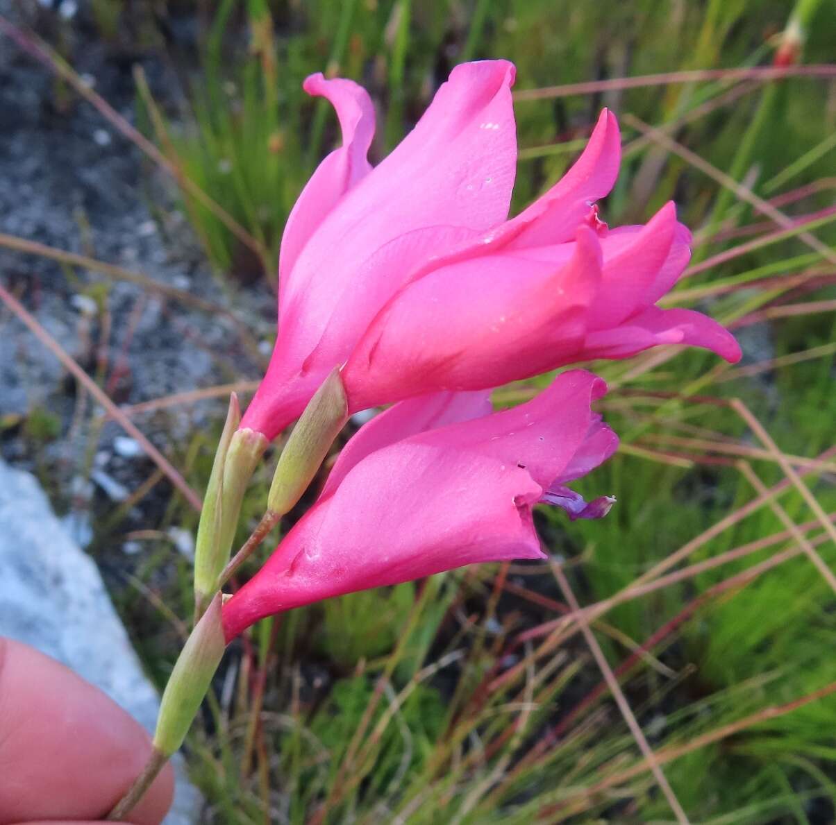 Image de Gladiolus crispulatus L. Bolus