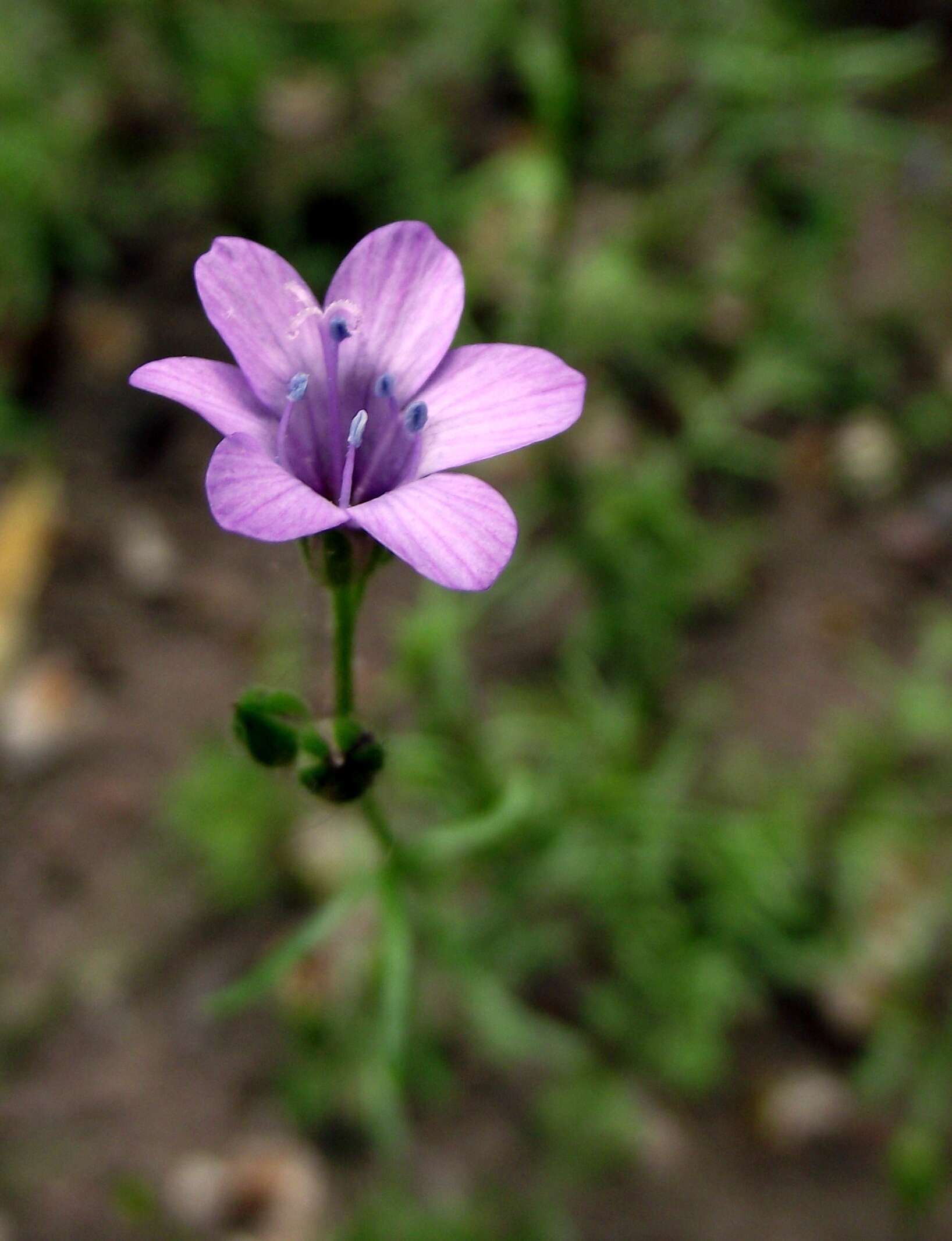 Image of California gilia