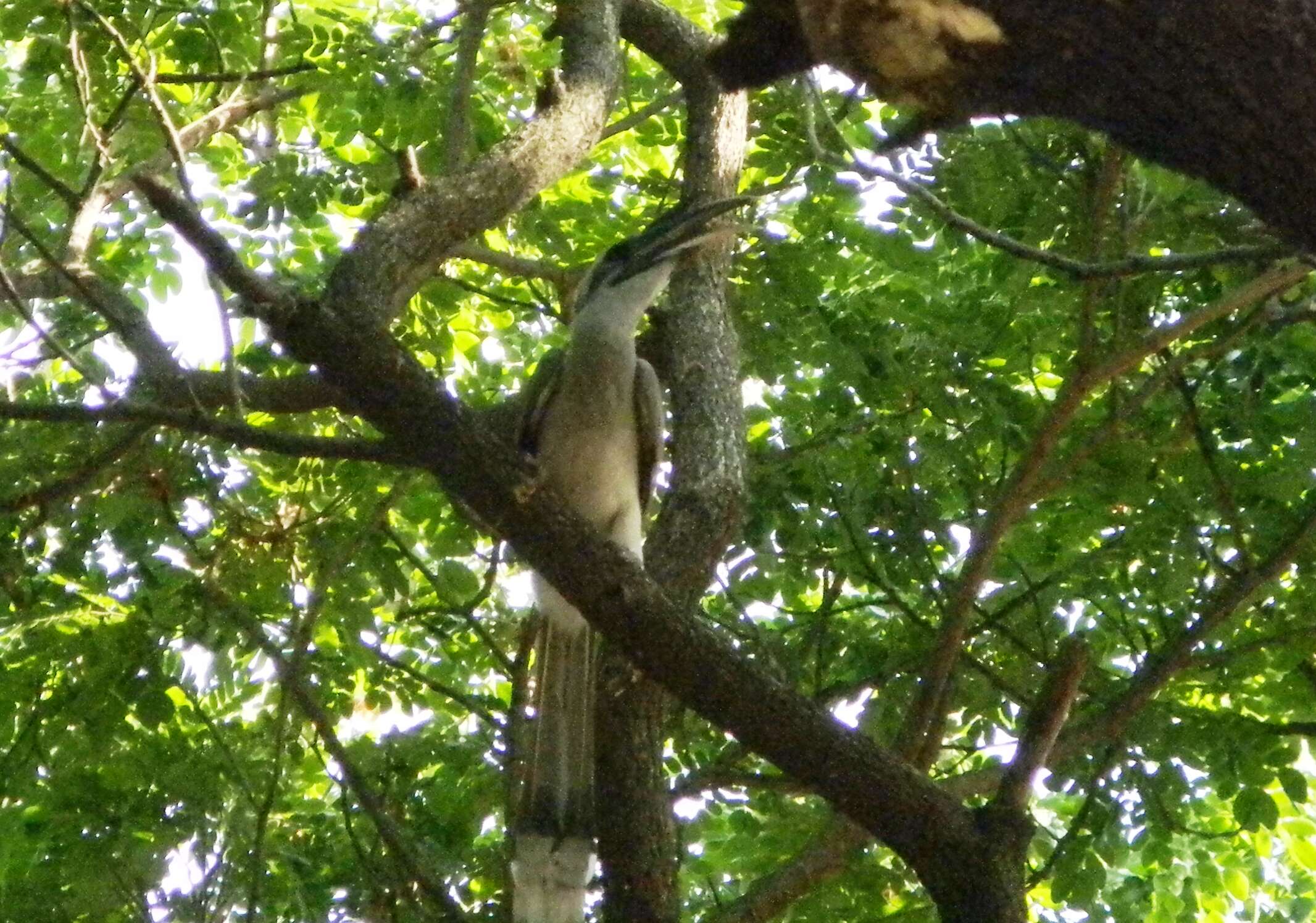 Image of Indian Grey Hornbill