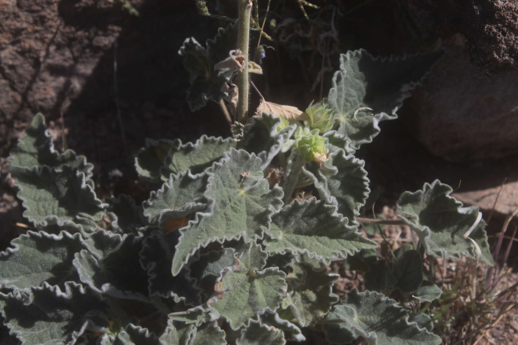 Image of Parish's Indian mallow