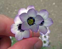 Image of bird's-eye gilia