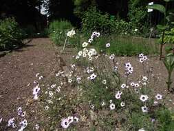 Image of bird's-eye gilia