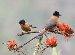 Image of Rufous Sibia