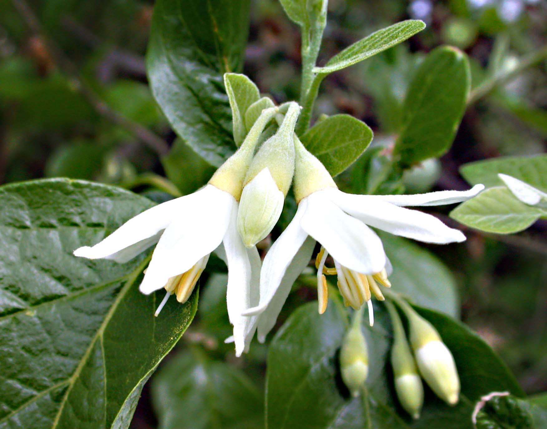 Image of Friar's balsam