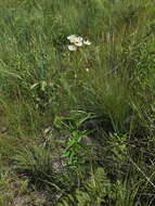 Image of Afroaster comptonii (W. Lippert) J. C. Manning & Goldblatt