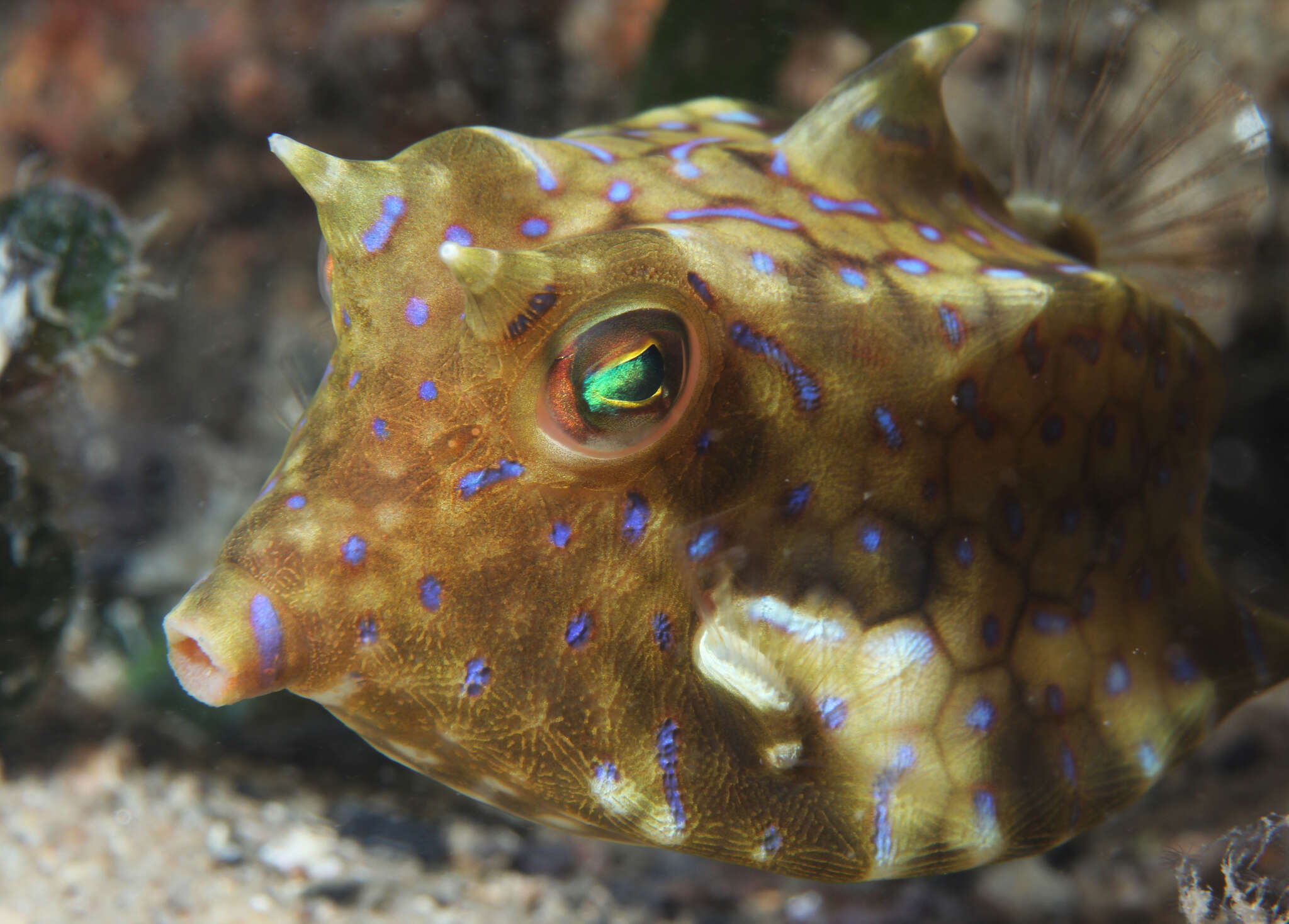 Image of Shorthorn cowfish