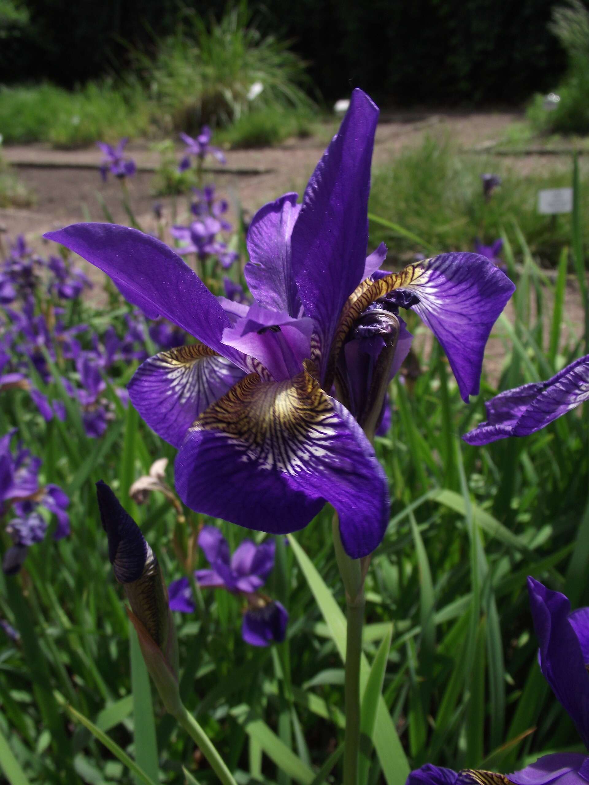 Image de Iris sanguinea Donn ex Hornem.