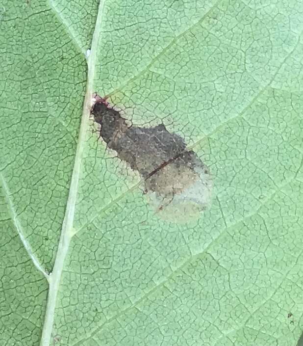 Image of Tupelo Leafminer