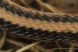 Image of Western Patch-nosed Snake