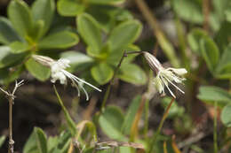 Image de Silene saxatilis Sims