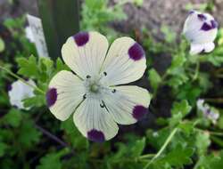 Imagem de Nemophila maculata Benth. ex Lindl.