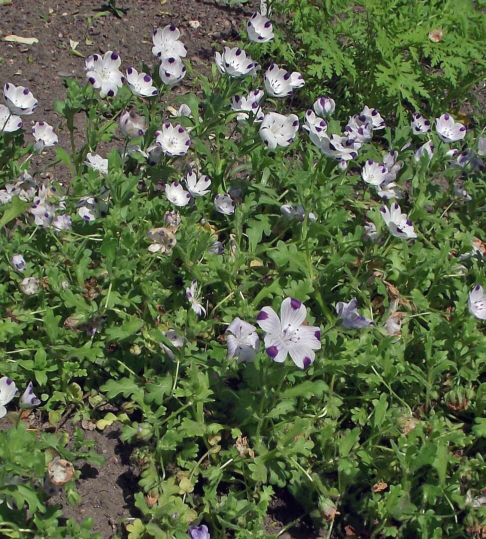 Imagem de Nemophila maculata Benth. ex Lindl.