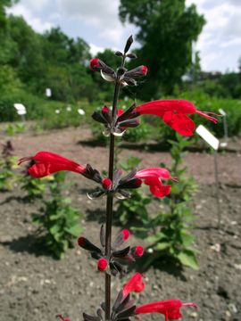Image of Red sage